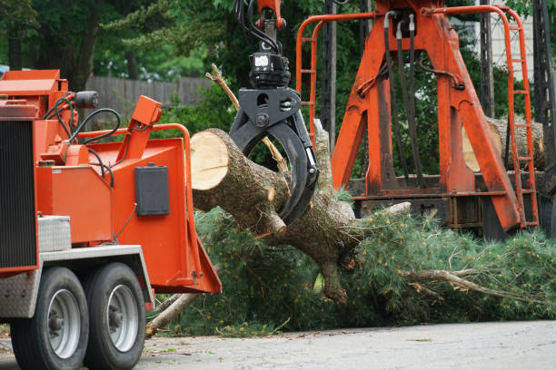 Reliable Planada, CA  Tree Services Solutions